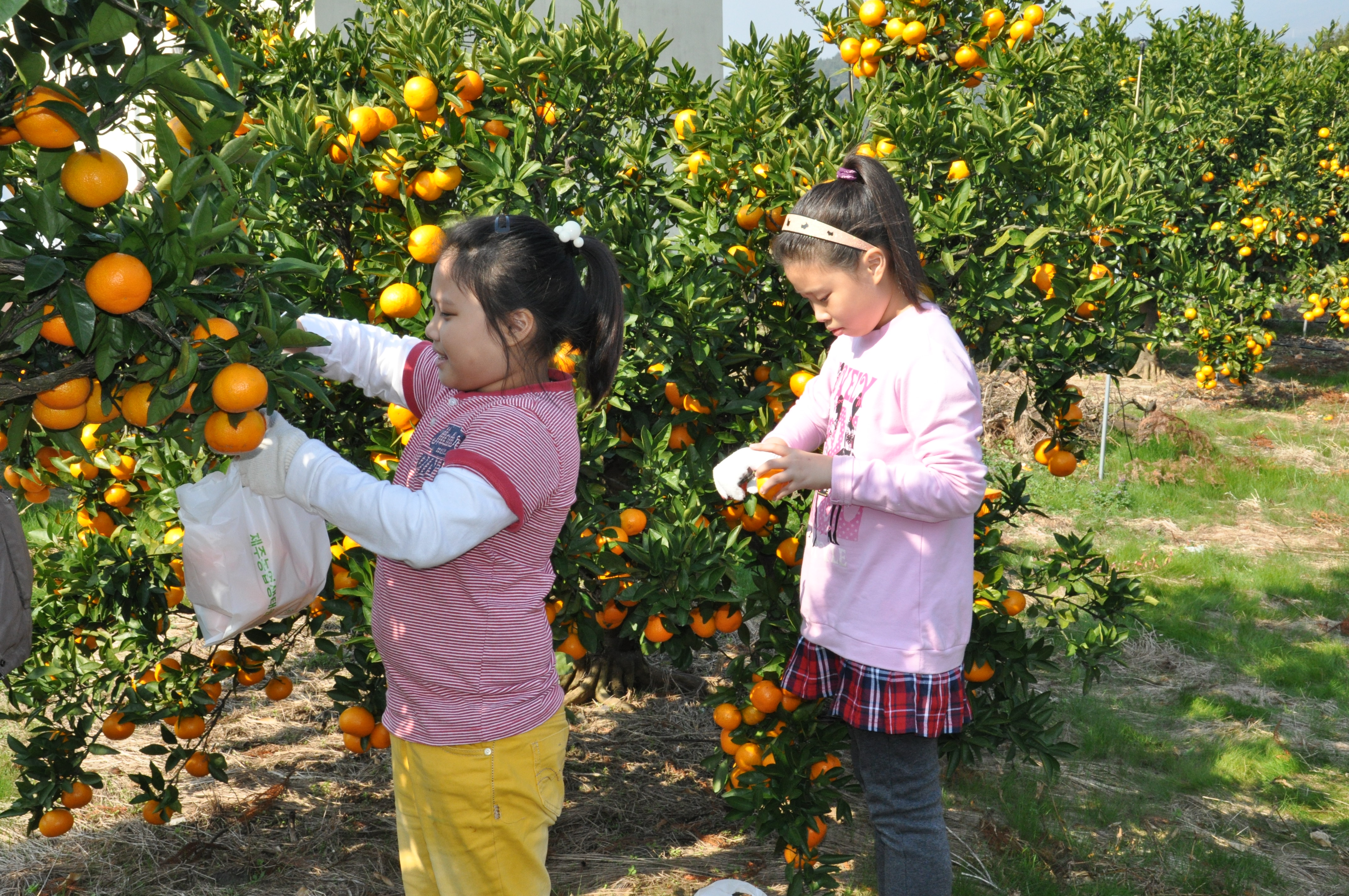 감귤따기 체험 현장